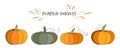 Set of pumpkins. Vector illustration of autumn ripe cozy squash. Thanksgiving day background. Hygge time. Halloween party kitchen