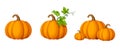 Set of pumpkins. Vector illustration.