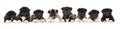 set of puppies of American Akita breed