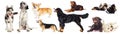 Set of purebred dogs Royalty Free Stock Photo