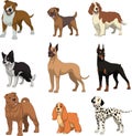 Set purebred dogsn Royalty Free Stock Photo