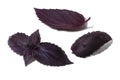 Set of purple Basil leaves Royalty Free Stock Photo