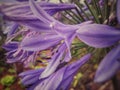Agapanthus Africanus, African Lily, Beautiful Flower With Large Purple Petals