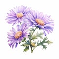 Hand Painted Watercolor Flowers: Purple Wild Chrysanthemum Illustration Royalty Free Stock Photo