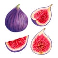 Set of purple figs. Fruits individually, whole and in section. Botanical collection of figs. Design of packaging, labels