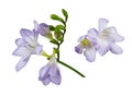 Set of purple freesia flowers isolated on white background Royalty Free Stock Photo