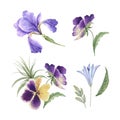 Set of purple garden flowers and plants closeup