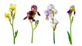 Set of colorful colour iris flowers Isolated on white background without shadow. Close-up. Royalty Free Stock Photo