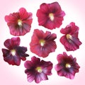 Set of Purple Mallow heads for floral design. Royalty Free Stock Photo