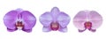 Set of Purple orchid flowers isolated on white background Royalty Free Stock Photo