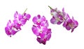 Set of Purple Orchid isolated on white background Royalty Free Stock Photo