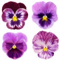 Set of purple pansy