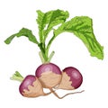 Set of purple top white globe turnips in cartoon style. Whole turnip, turnip with tops. Fresh organic and healthy Royalty Free Stock Photo