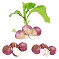 Set of purple top white globe turnips. Whole, half, and sliced turnip. Turnip with tops. Fresh organic and healthy, diet Royalty Free Stock Photo
