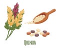 Set of quinoa grains and spikelets. Quinoa plant, quinoa grains in a wooden spoon. Agriculture, food, design elements