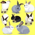 Set of rabbits