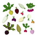 Radish, beet and turnip