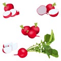 Set of radishes for banners, flyers, posters, cards. Whole, half, and sliced radish. Radish with tops. Fresh organic