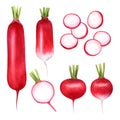Set radishes, vegetables painted with watercolors on white background. Radish with leaves, half a radish.