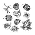 Set of raspberries, berries, leaves and flowers, hand drawn black and white graphic vector illustration. Isolated on a Royalty Free Stock Photo