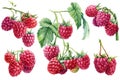 Set of Raspberry berries on an isolated white background. Watercolor botanical illustration Royalty Free Stock Photo