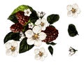 Set of raspberry berries leaves and flowers finished composition Royalty Free Stock Photo