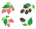 Set of Raspberry and Blackberry on White Backgroun