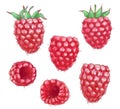 Set raspberry isolated on the white background