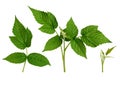 set of raspberry twig shoot branches with developing green leaves