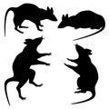 Set of rats to the day of Halloween. Royalty Free Stock Photo