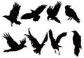 Set of ravens. A collection of black crows. Silhouette of a flying crow. Vector illustration of ravens silhouette Royalty Free Stock Photo