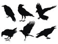 Set Of Ravens. A Collection Of Black Crows. Silhouette Of A Flying Crow. Vector Illustration Of Ravens Silhouette