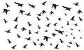 Set of ravens. A collection of black crows. Silhouette of a flying crow. Vector illustration of ravens silhouette. Royalty Free Stock Photo