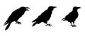 Set of ravens silhouette. A collection of black crows. Vector illustration isolated on white background EPS 10 Royalty Free Stock Photo