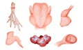 Set Of Raw Chicken Parts. Top And Side View.