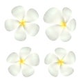 Set of real white plumeria flower vector