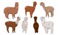 Set of realistic alpacas Lama pacos in different colors.