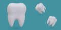 Set of realistic angular teeth. White healthy molar, view from different sides