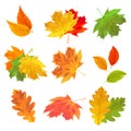 Set of realistic autumn leaves. Vector maple, oak and birch leaves isolated on white background for the design of greeting cards Royalty Free Stock Photo