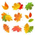 Set of realistic autumn leaves. Vector maple, oak and birch leaves isolated on white background for the design of greeting cards, Royalty Free Stock Photo