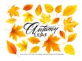 Set of realistic autumn yellow, red, orange leaves and Autumn lettering isolated on a white background. Vector