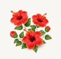 Set of realistic beautiful hibiscus flower with buds and leaves. Exotic tropical plant Royalty Free Stock Photo