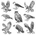 Set of realistic birds. Goshawk, Griffon vulture, Pallid harrier, Black kite, Owl and eagle. Hand drawn vector sketch in