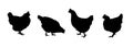 Set realistic black silhouettes standing, walking and pecking hens isolated on white background Royalty Free Stock Photo
