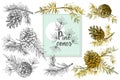 Set Realistic Botanical ink sketch of fir tree branches with pine cone on white background. Vector illustrations Royalty Free Stock Photo