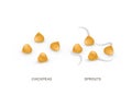 Set of realistic chickpeas and sprouts. Vector illustration isolated on white background. Royalty Free Stock Photo