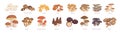 Set of realistic colorful edible mushrooms vector graphic illustration. Collection of various type of fresh autumn