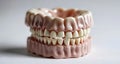 A set of realistic dentures, perfect for a lifelike dental display Royalty Free Stock Photo