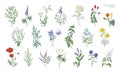 Set of realistic detailed colorful drawings of wild meadow herbs, herbaceous flowering plants, beautiful blooming