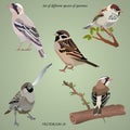 Set of realistic different species of sparrows on branches